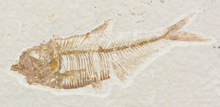 Small Diplomystus Fossil Fish - Wyoming #22112